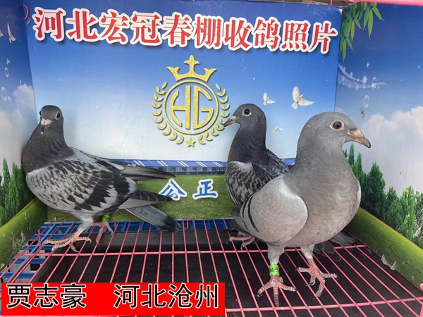 贾志豪