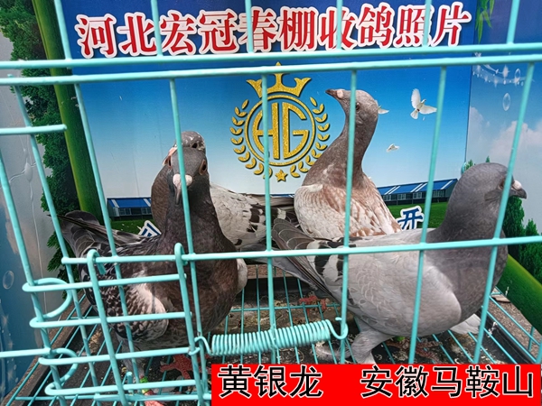 黄银龙1