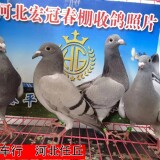 lWbXFL