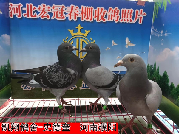 凯翔鸽舍 史德奎