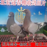 lWbdP6