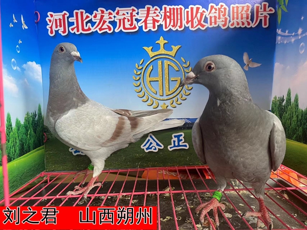 刘之君