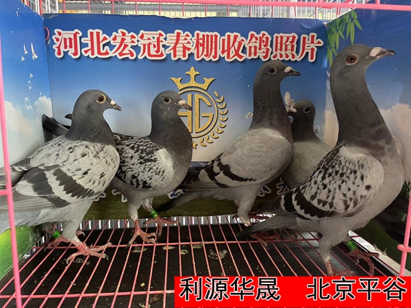 利源华晟