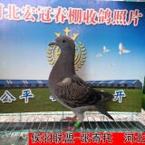lWbkps