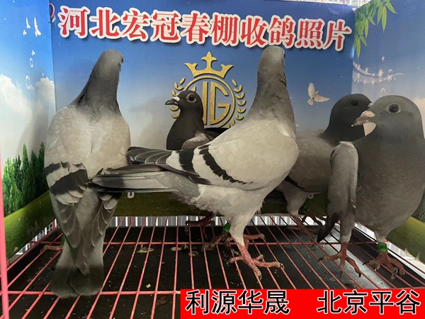 利源华晟1