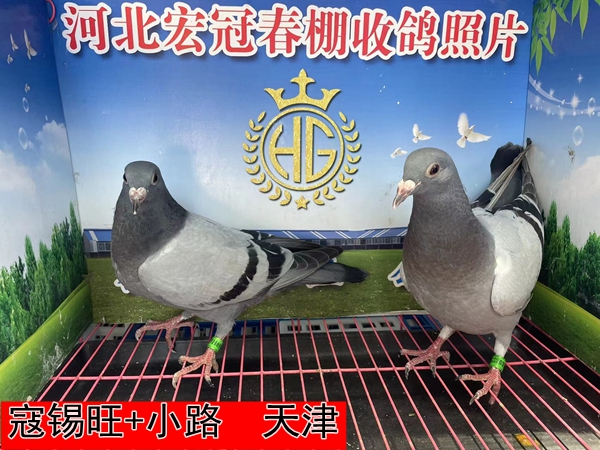 寇锡旺+小路