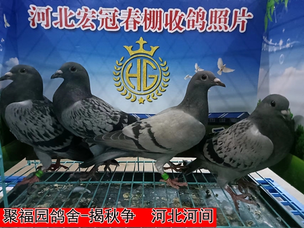 聚福园鸽舍 揭秋争