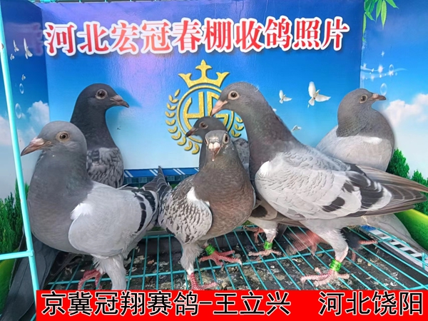 京冀冠翔赛鸽 王立兴