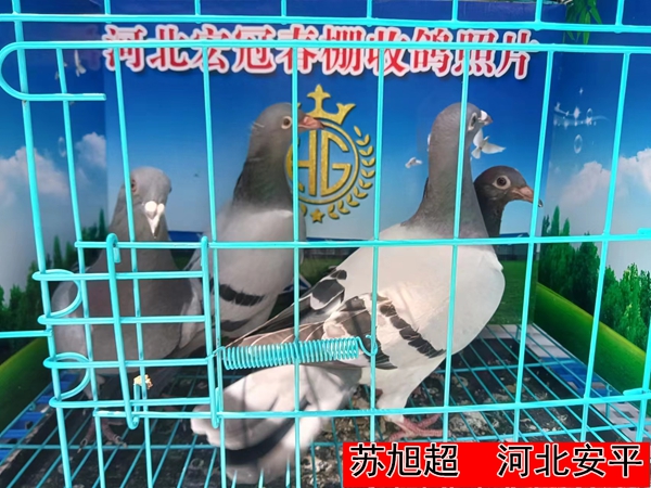 苏旭超