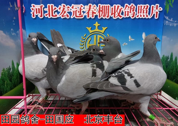 田园鸽舍 田国应