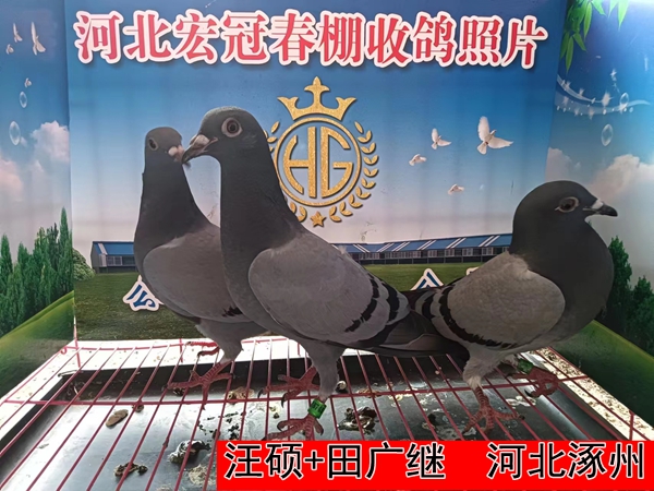 汪硕+田广继