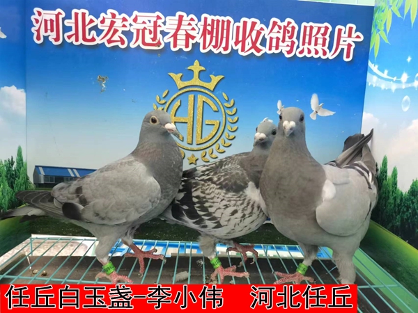 任丘白玉盏 李小伟