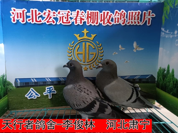 天行者鸽舍 李俊林