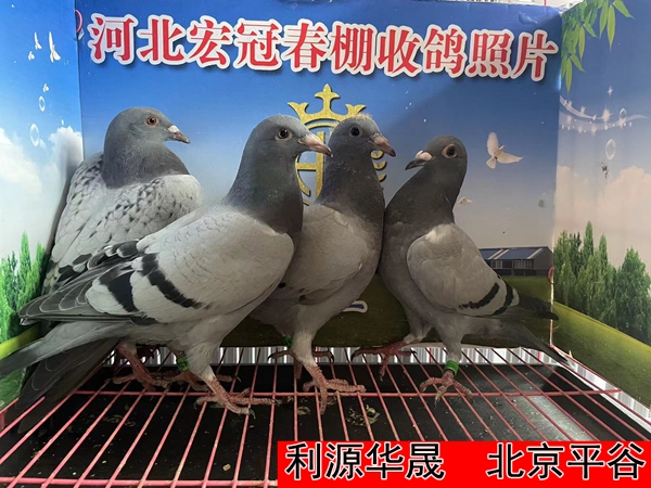 利源华晟2