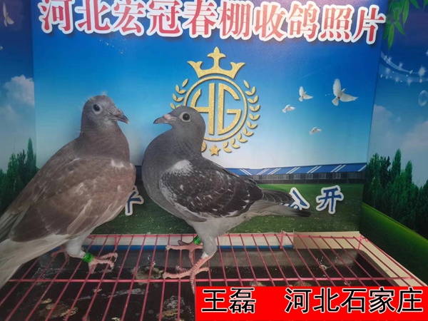 王磊