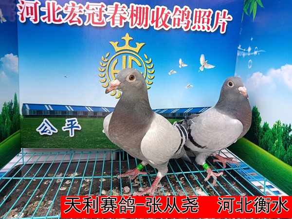 天利赛鸽 张从尧