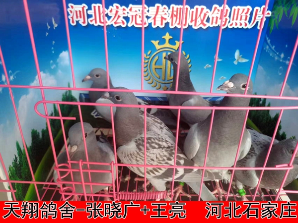 天翔鸽舍 张晓广+王亮