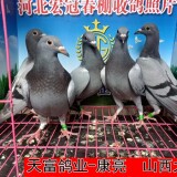 lWgjhm