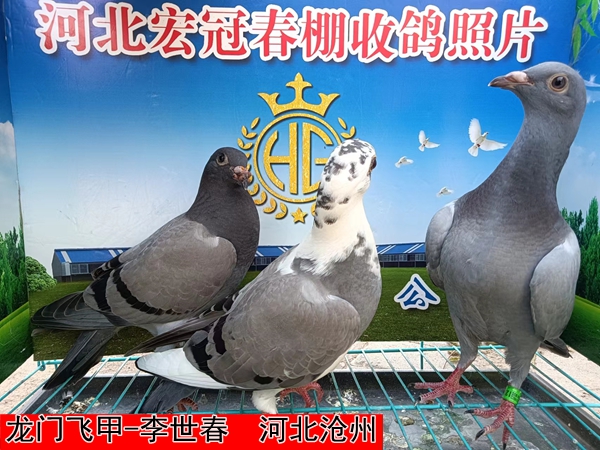 龙门飞甲 李世春
