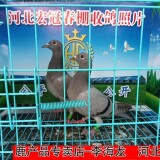 lWglb4