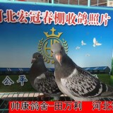 lWgrff