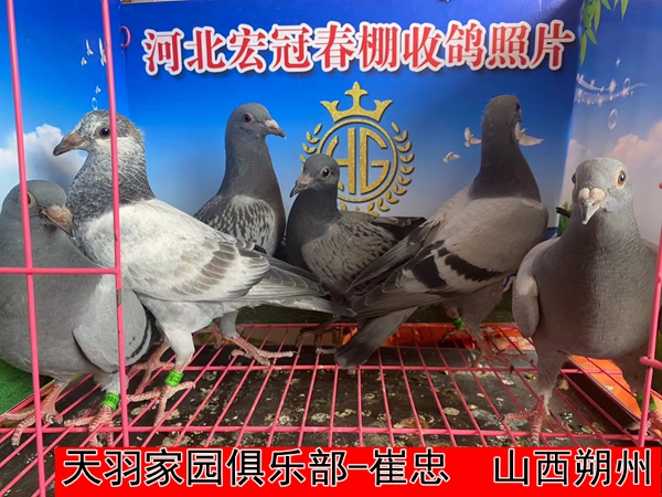 天羽家园俱乐部 崔忠