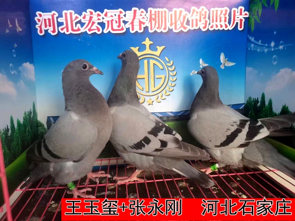 王玉玺+张永刚