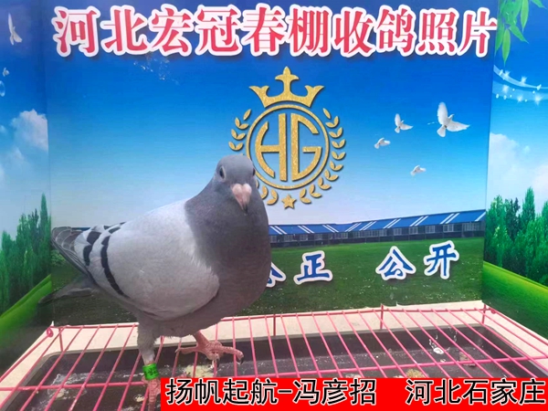 扬帆起航 冯彦招