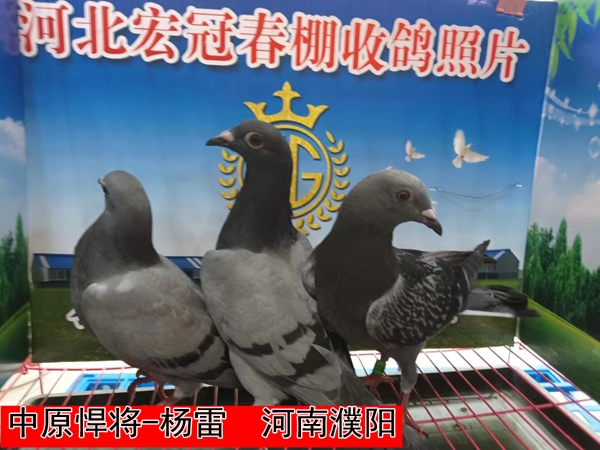 中原悍将 杨雷