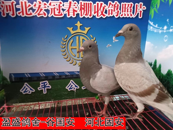 盈盛鸽舍 谷国安