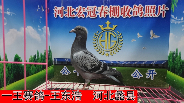 一王赛鸽 王东浩