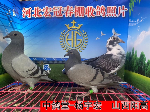 中鸽堂 杨宇宏