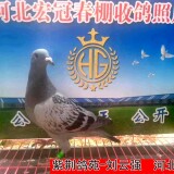 lWhioP