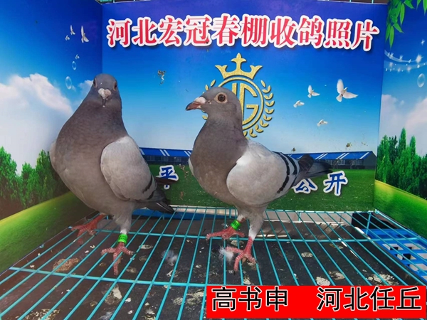 高书申