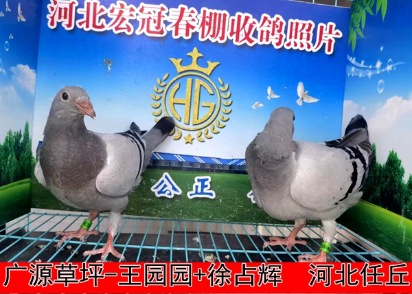广源草坪 王园园+徐占辉