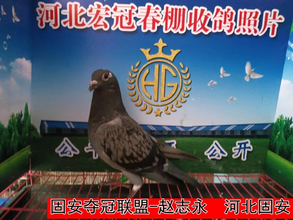 固安夺冠联盟 赵志永