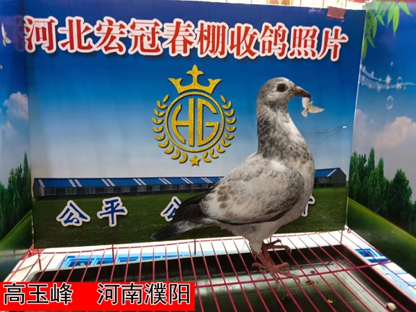 高玉峰