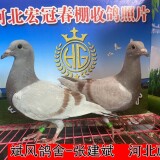 lWqKHG