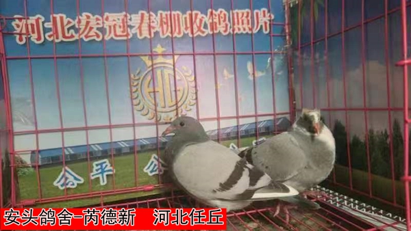 安头鸽舍 芮德新