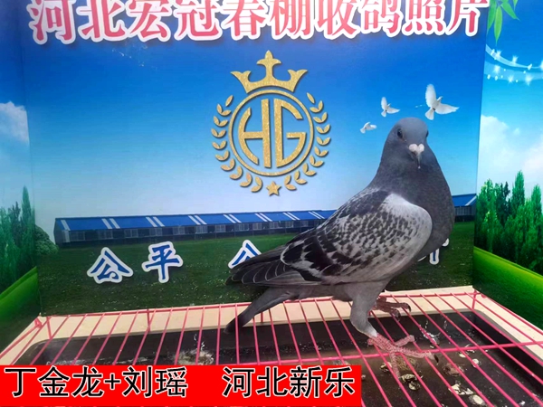 丁金龙+刘瑶