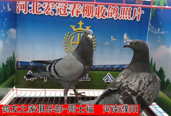鸽友之家俱乐部 周士福