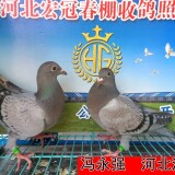 lWqYL4