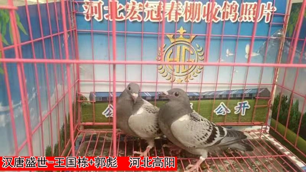 汉唐盛世 王国栋+郭彪