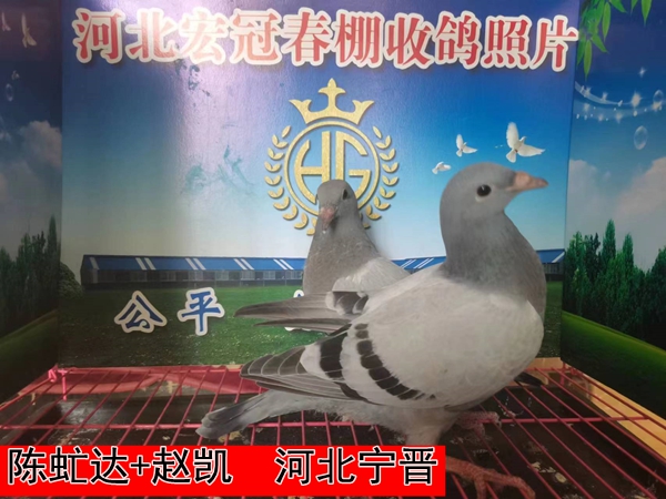 陈虻达+赵凯