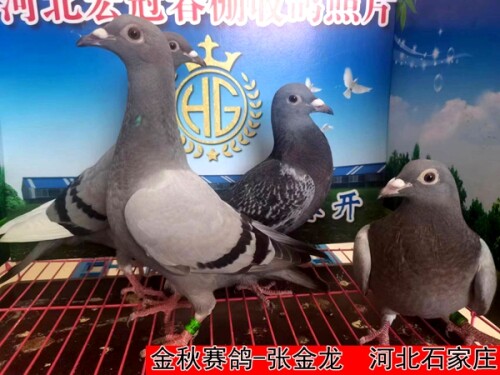 lWu1ZG.jpg