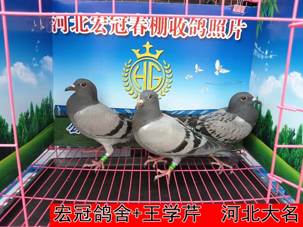 宏冠鸽舍+王学芹