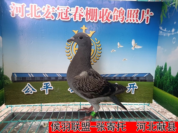 侯羽联盟 张寄托3
