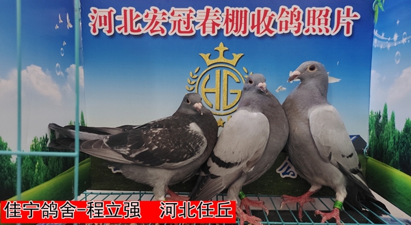 佳宁鸽舍 程立强