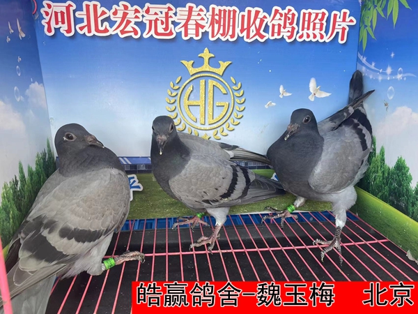 皓赢鸽舍 魏玉梅