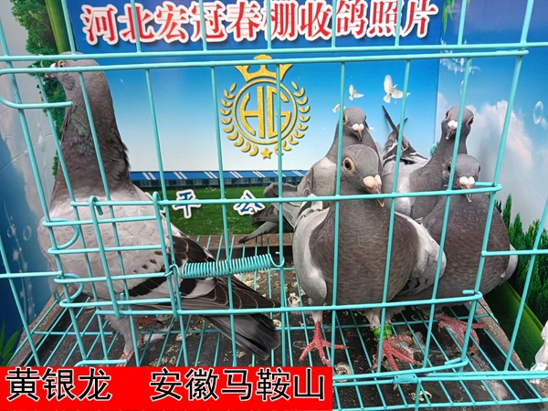 黄银龙